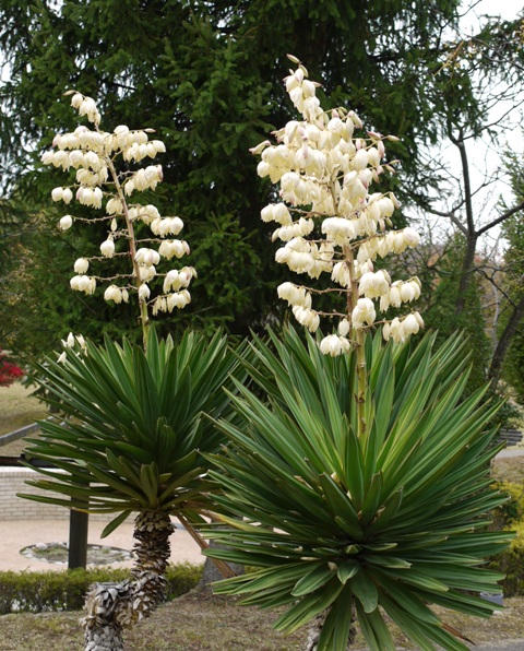 楓12 ソテツ018.jpg