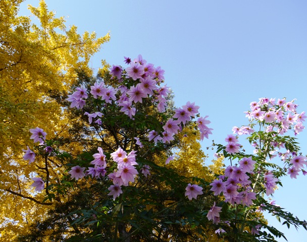 祖父江銀杏 03.jpg