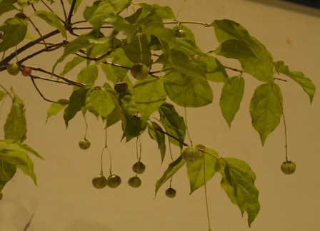 山野草 ツリバナ.jpg