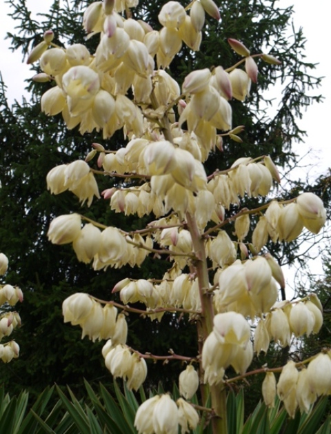 楓13 ソテツ019.jpg