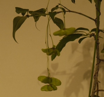 山野草 フウリンツリバナ.jpg