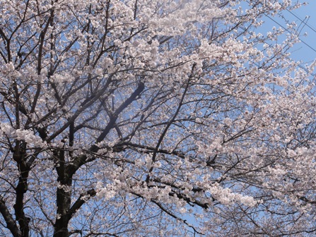 a桜001.jpg