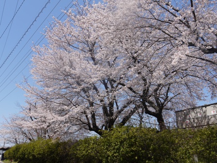 a桜002.jpg