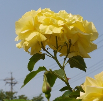 a薔薇 004.jpg