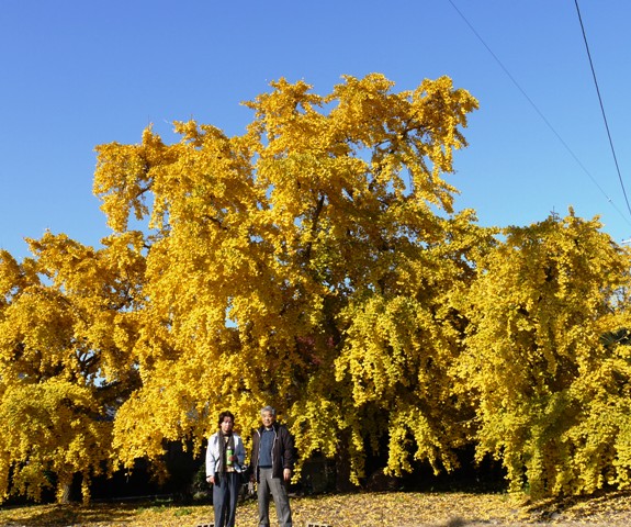 祖父江銀杏 04.jpg