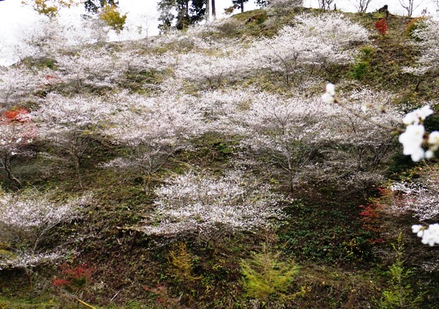 四季桜 07　419.jpg