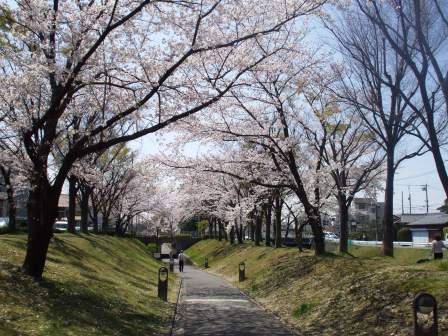 090407ふれあい桜 037.jpg