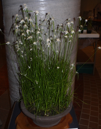 山野草 白鷺カヤツリ.jpg