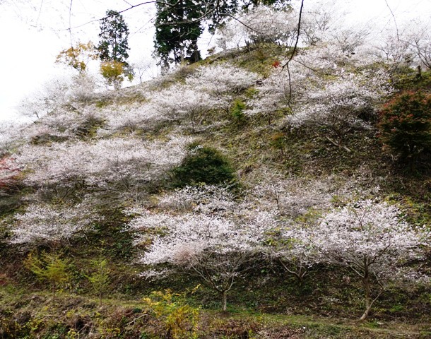 四季桜 08　419.jpg