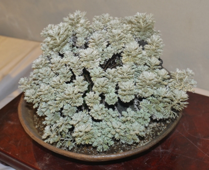 山野草 アサギリソウ.jpg