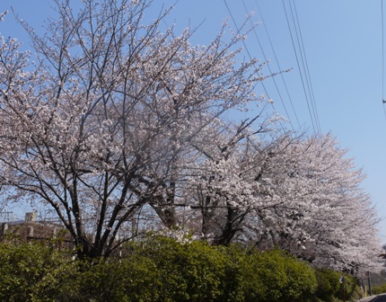 a桜003.jpg