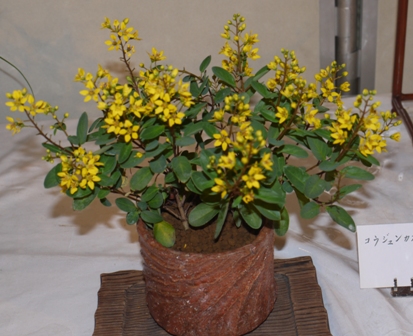 山野草 コウジュンカズラ.jpg