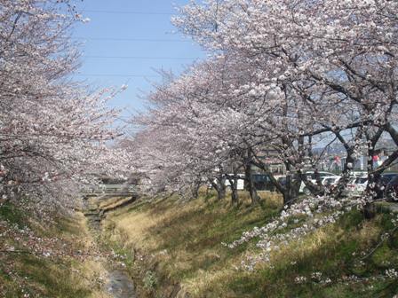 ａ桜006.jpg