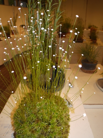 山野草 シラタマホシクサ.jpg