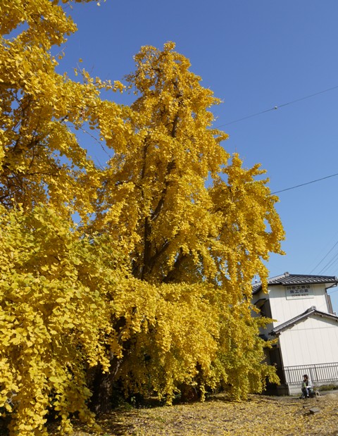 祖父江銀杏 05.jpg