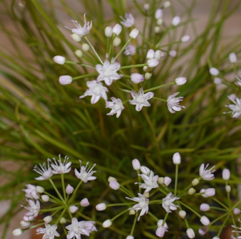 山野草 タケシマラッキョ.jpg