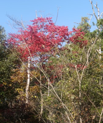 小幡緑地 004漆.jpg