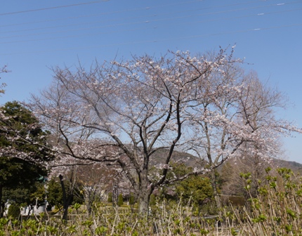 a桜 014.jpg