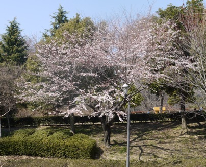 a桜 016.jpg