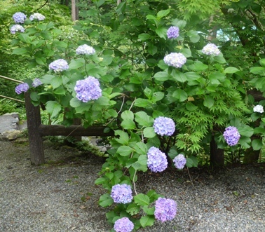 a横蔵18紫陽花.jpg