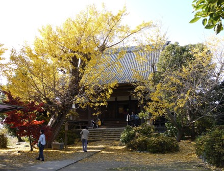 祖父江銀杏 07.jpg