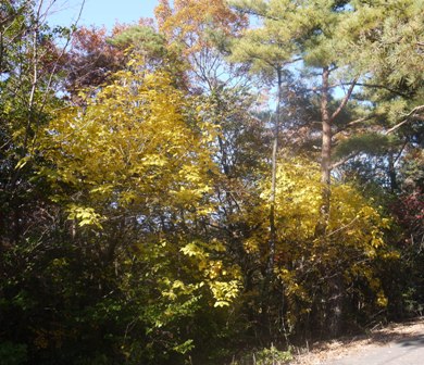 小幡緑地 005.jpg