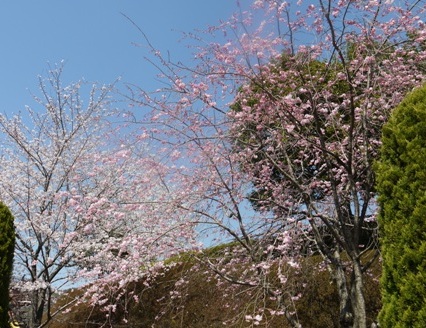 a桜 021.jpg
