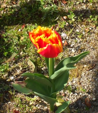 ａチューリップ 002.jpg