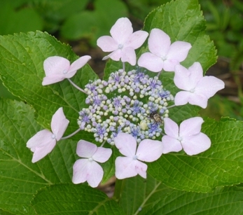 a横蔵19紫陽花.jpg