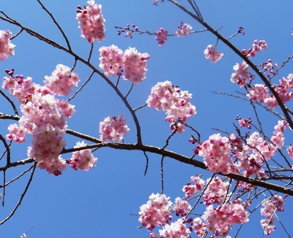 a桜 022.jpg