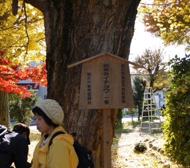 祖父江銀杏 08.jpg