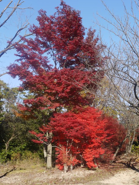 小幡緑地 011ドウダンモミジ.jpg
