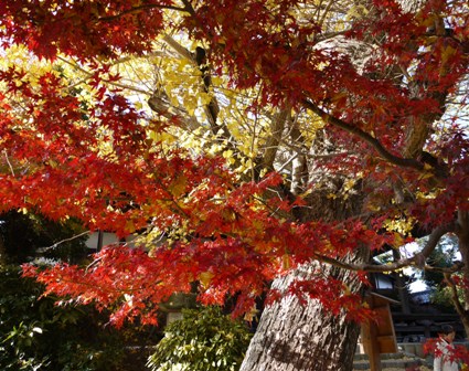 祖父江銀杏 09.jpg