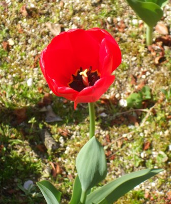 ａチューリップ 003.jpg