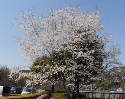 ａ桜 023.jpg