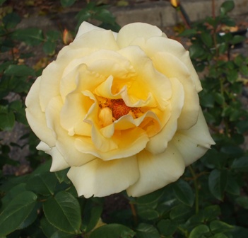 バラ poetry-in-motion.jpg