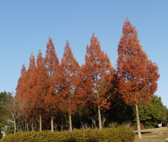 小幡緑地東 04.jpg