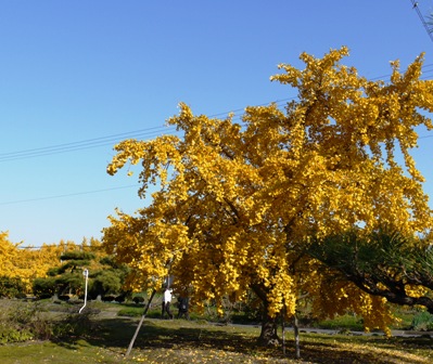 祖父江銀杏 14.jpg