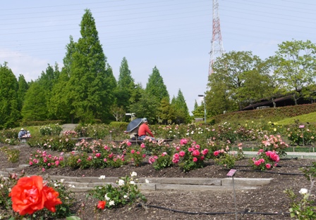 c四季薔薇園.jpg