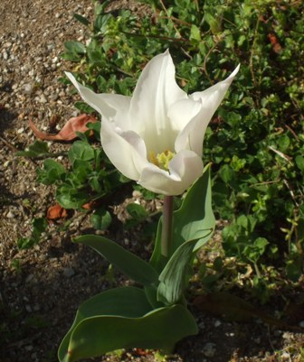 ａチューリップ 004.jpg