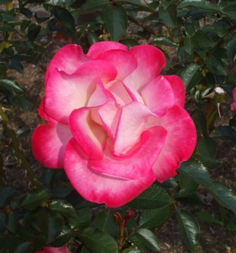 バラ あさぼらけ.jpg