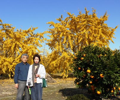 祖父江銀杏 15.jpg