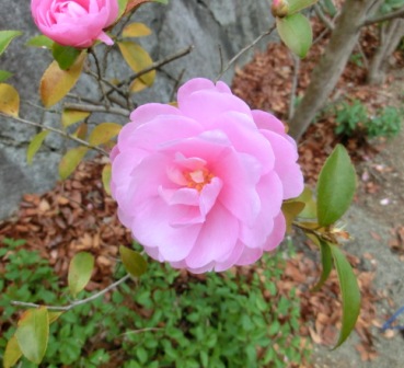 山茶花ピンク.jpg