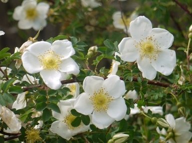 a花フェスタ６原ロサ・ピンピネリフォリア 015.jpg