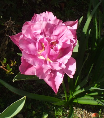 ａチューリップ 005.jpg