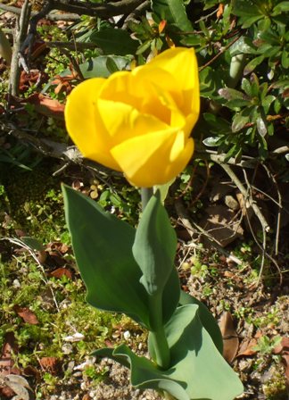 ａチューリップ 006.jpg