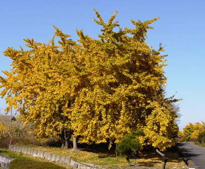 祖父江銀杏 17.jpg