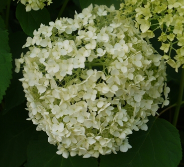 a紫陽花 あ3.jpg