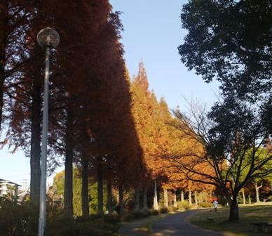 小幡緑地東 06.jpg