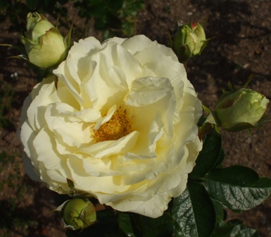 バラ アムールジャルダン.jpg